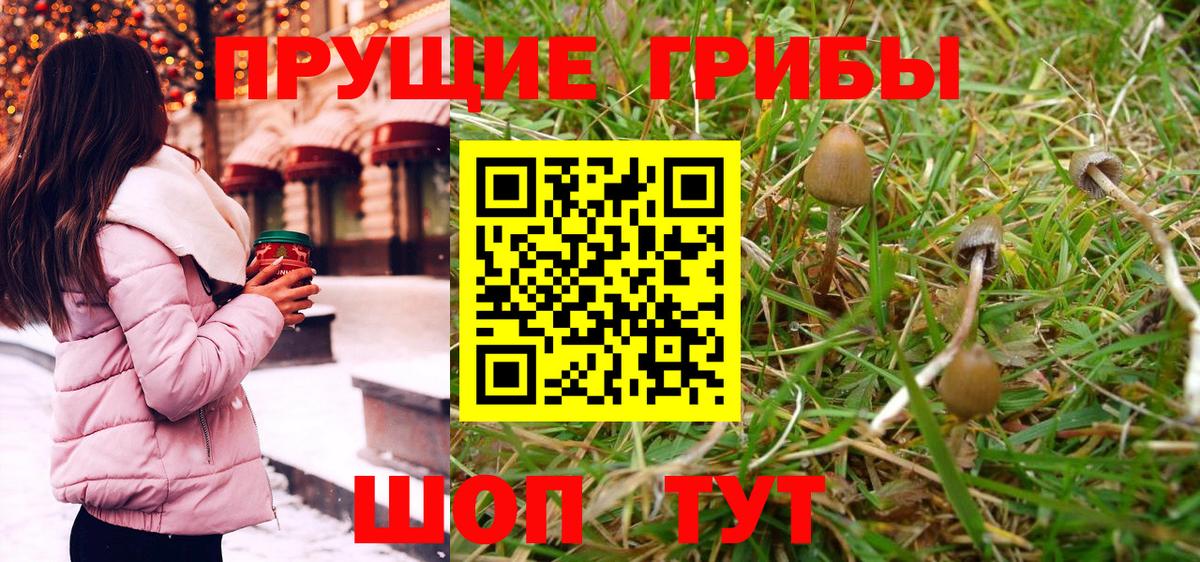 Псилоцибиновые грибы Psilocybine cubensis  Можайск 